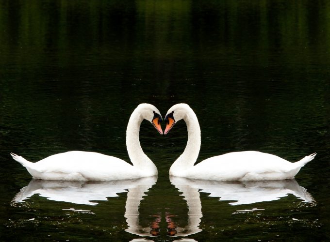 Wallpaper Swan, couple, lake, cute animals, love, Animals 657722153